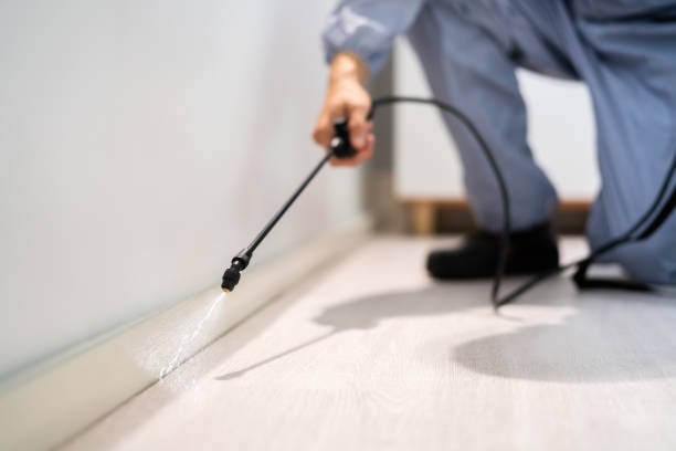 Licensed Wasp Removal service in White Castle, LA - Show Me Pest Control